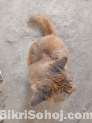 Persian Cat